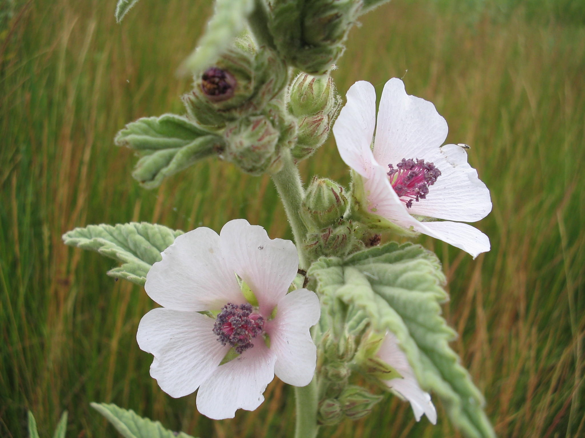 Althaea Officinalis flowering plant in a field